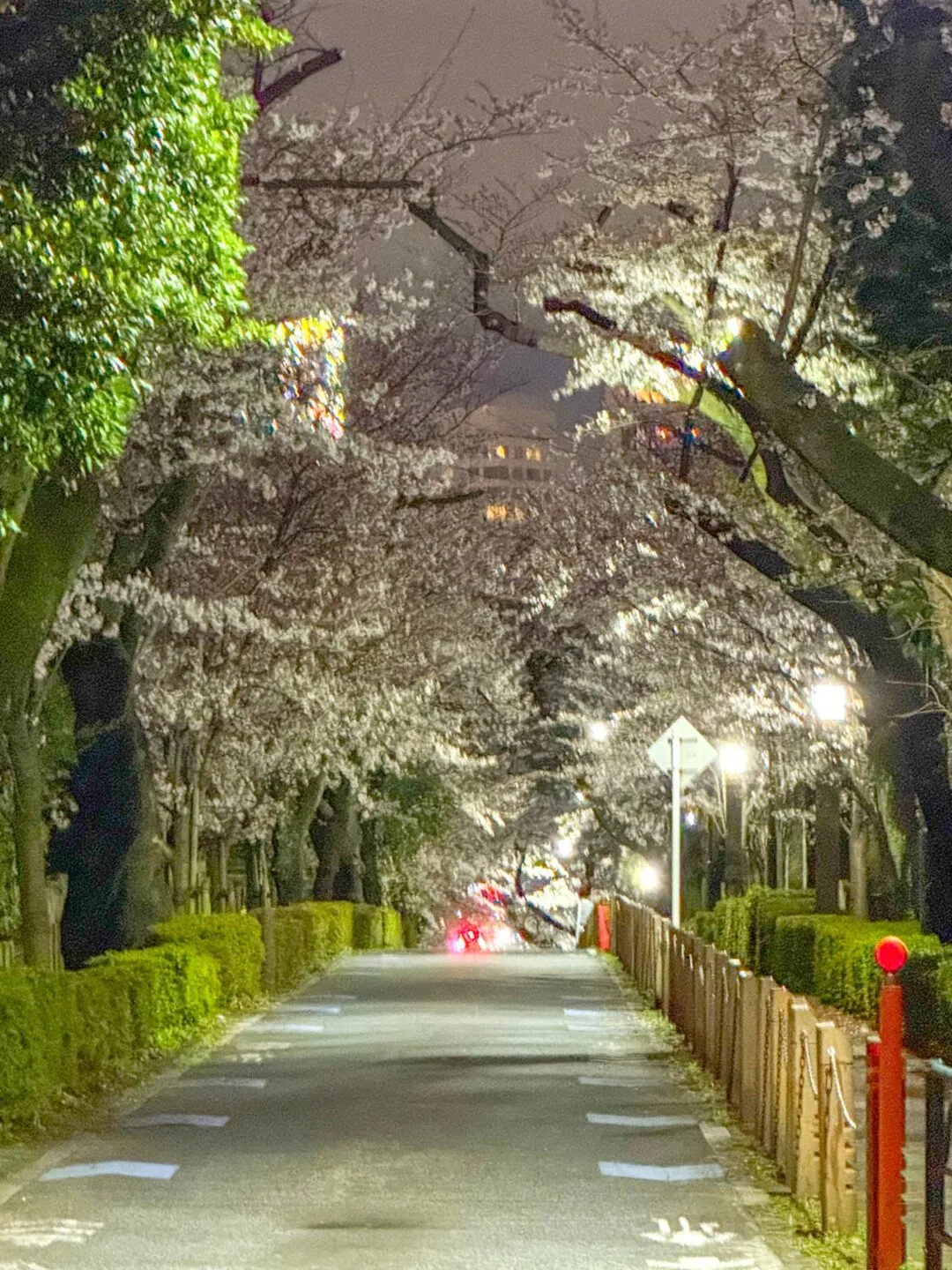 夜の桜並木に囲まれた一本道