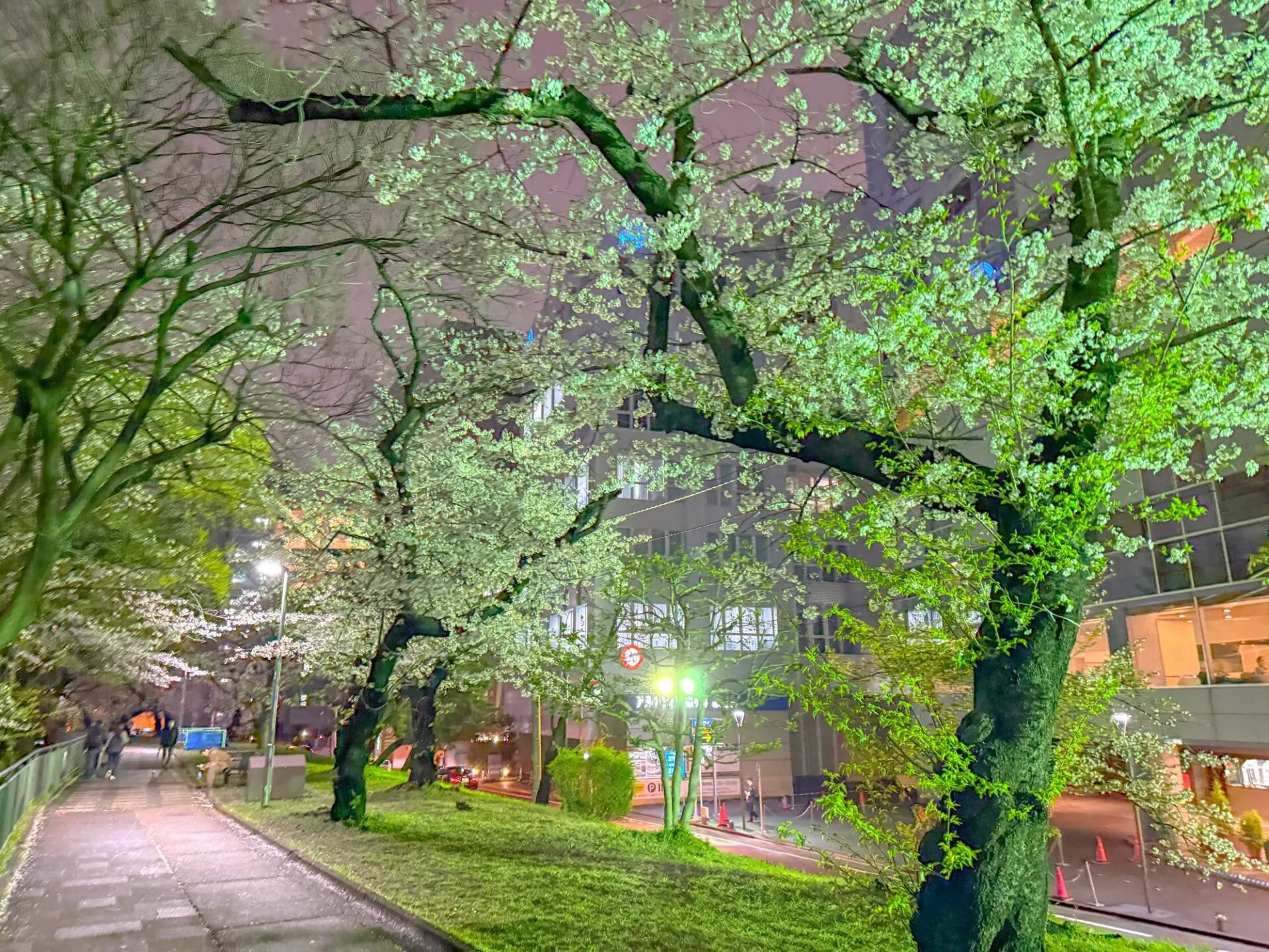 お花見ランコース　夜でも昼でもOK - 画像3