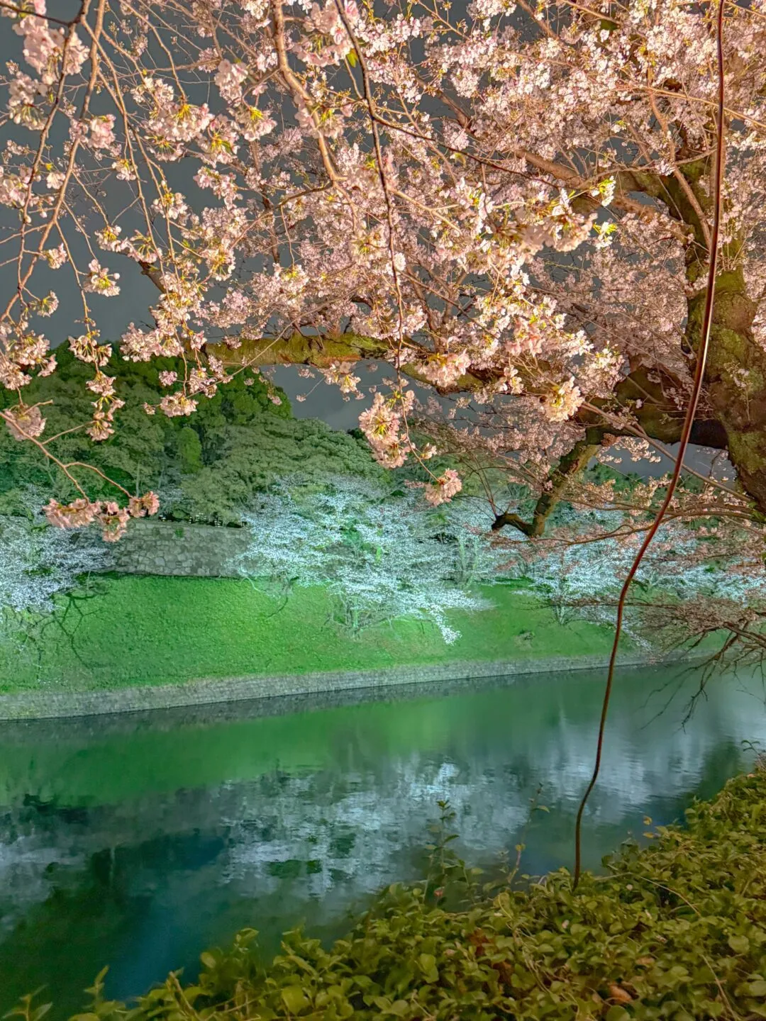 お花見ランコース　夜でも昼でもOK - 画像5