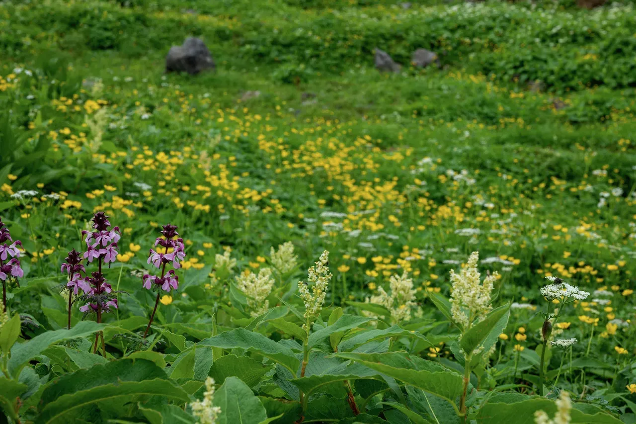 高山植物が綺麗です