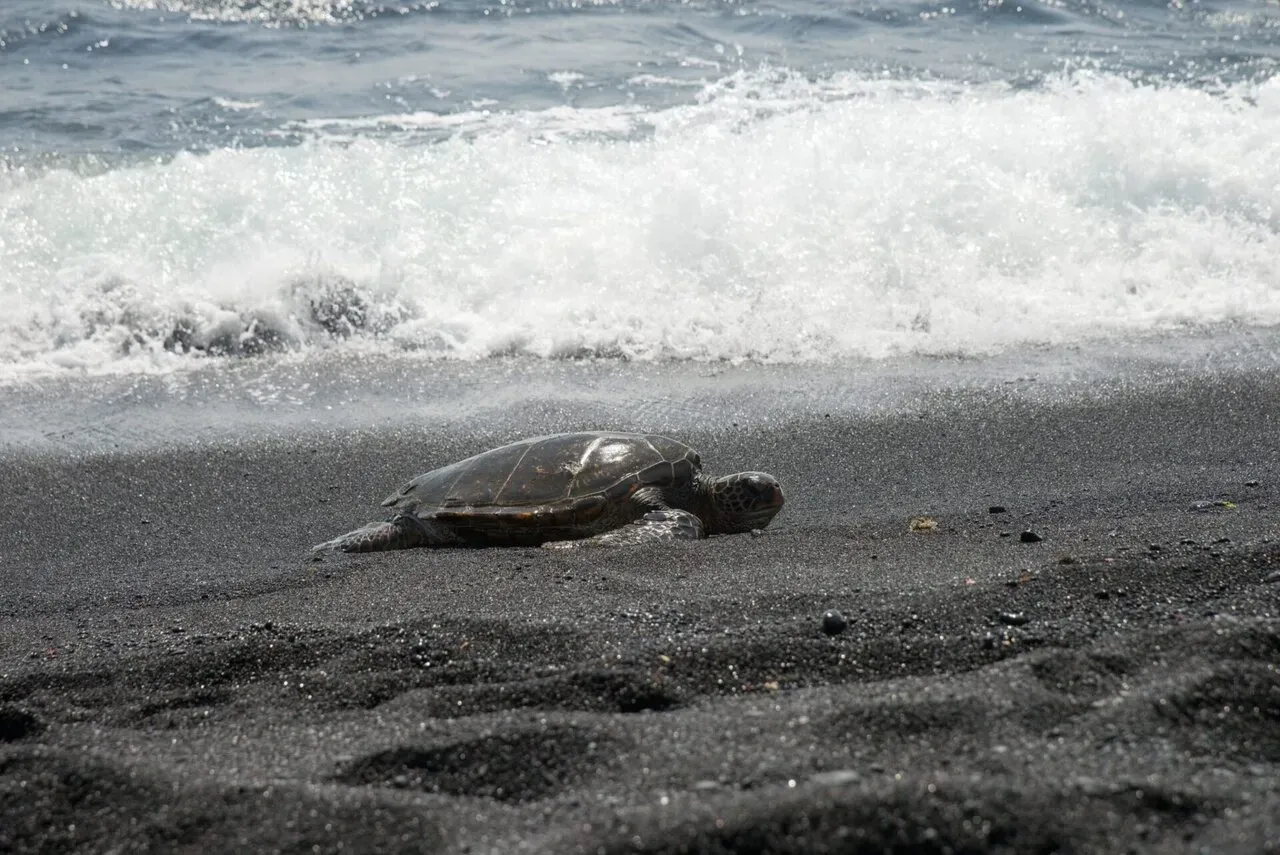 IRONMAN World Championship旅行記 (6/6)日目 – ハワイ島1周 - 画像21