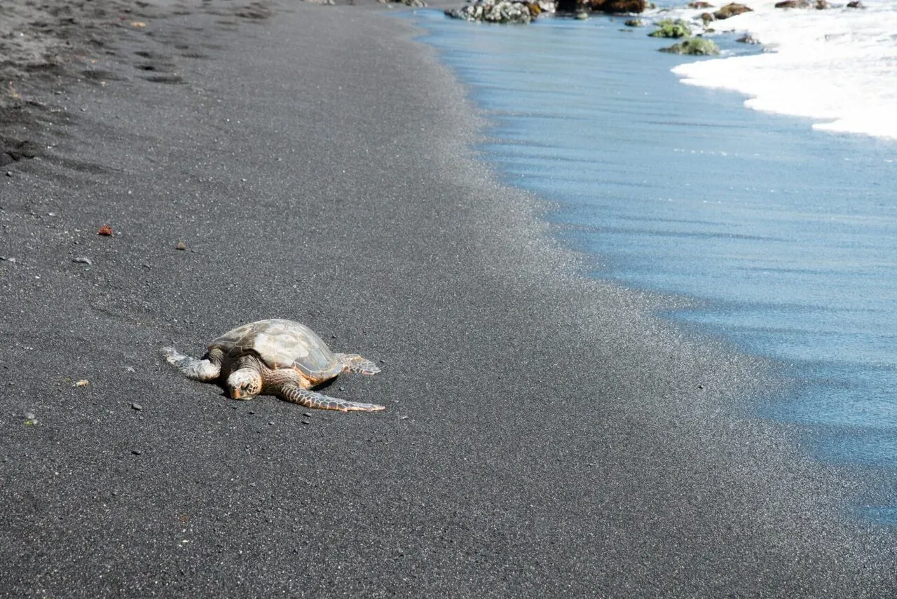 IRONMAN World Championship旅行記 (6/6)日目 – ハワイ島1周 - 画像25