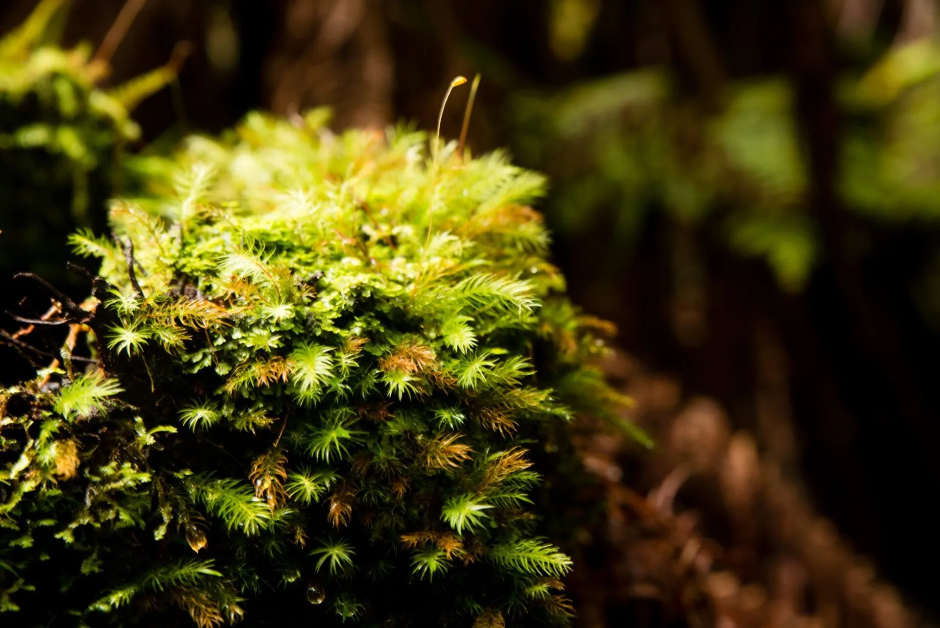 IRONMAN World Championship旅行記 (6/6)日目 – ハワイ島1周 - 画像66