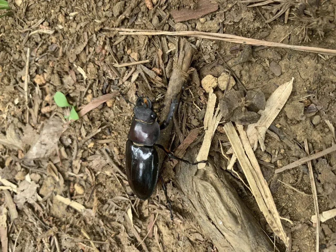 小さいクワガタ