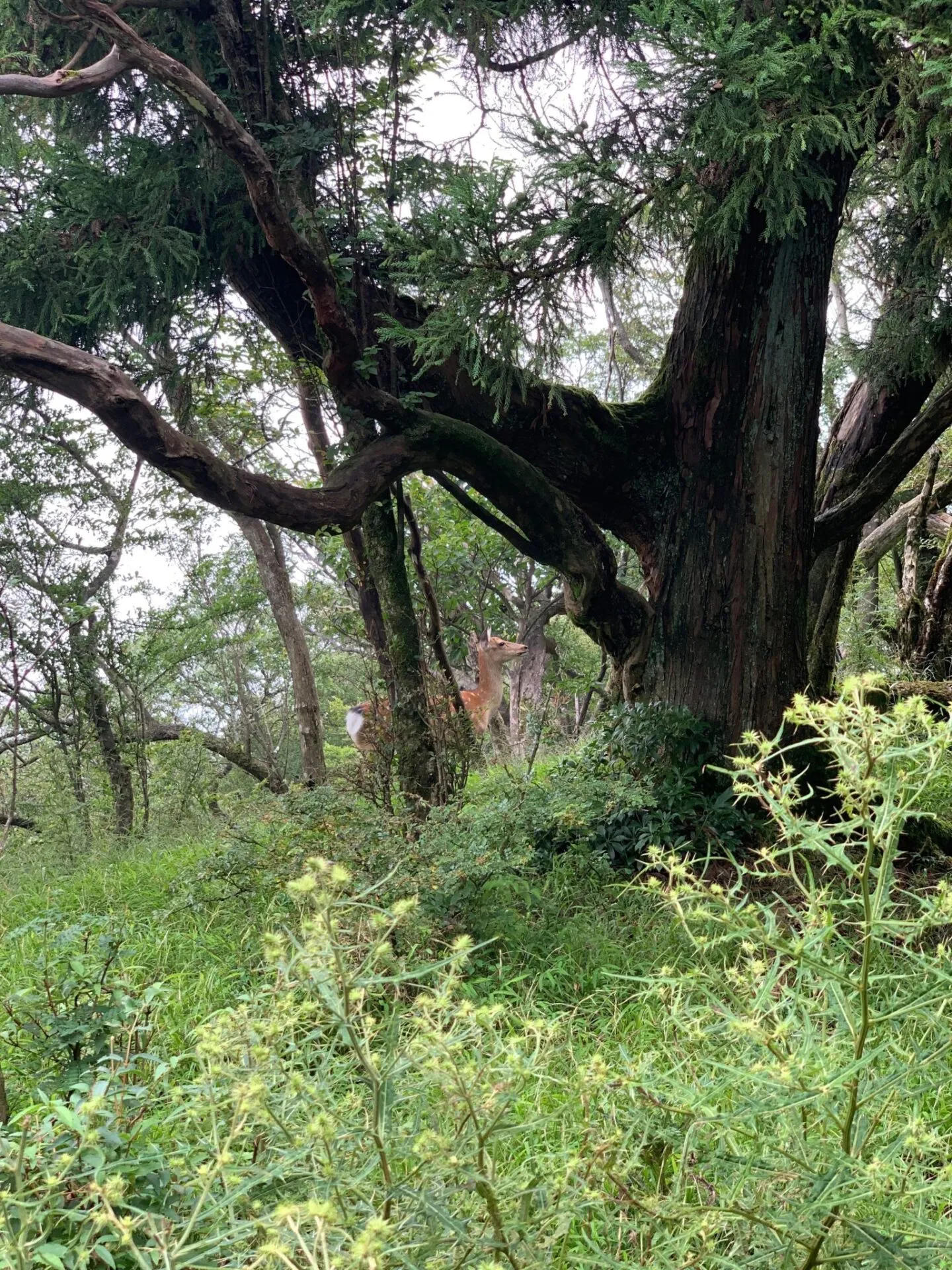 丹沢へ登山トレーニング - 画像10