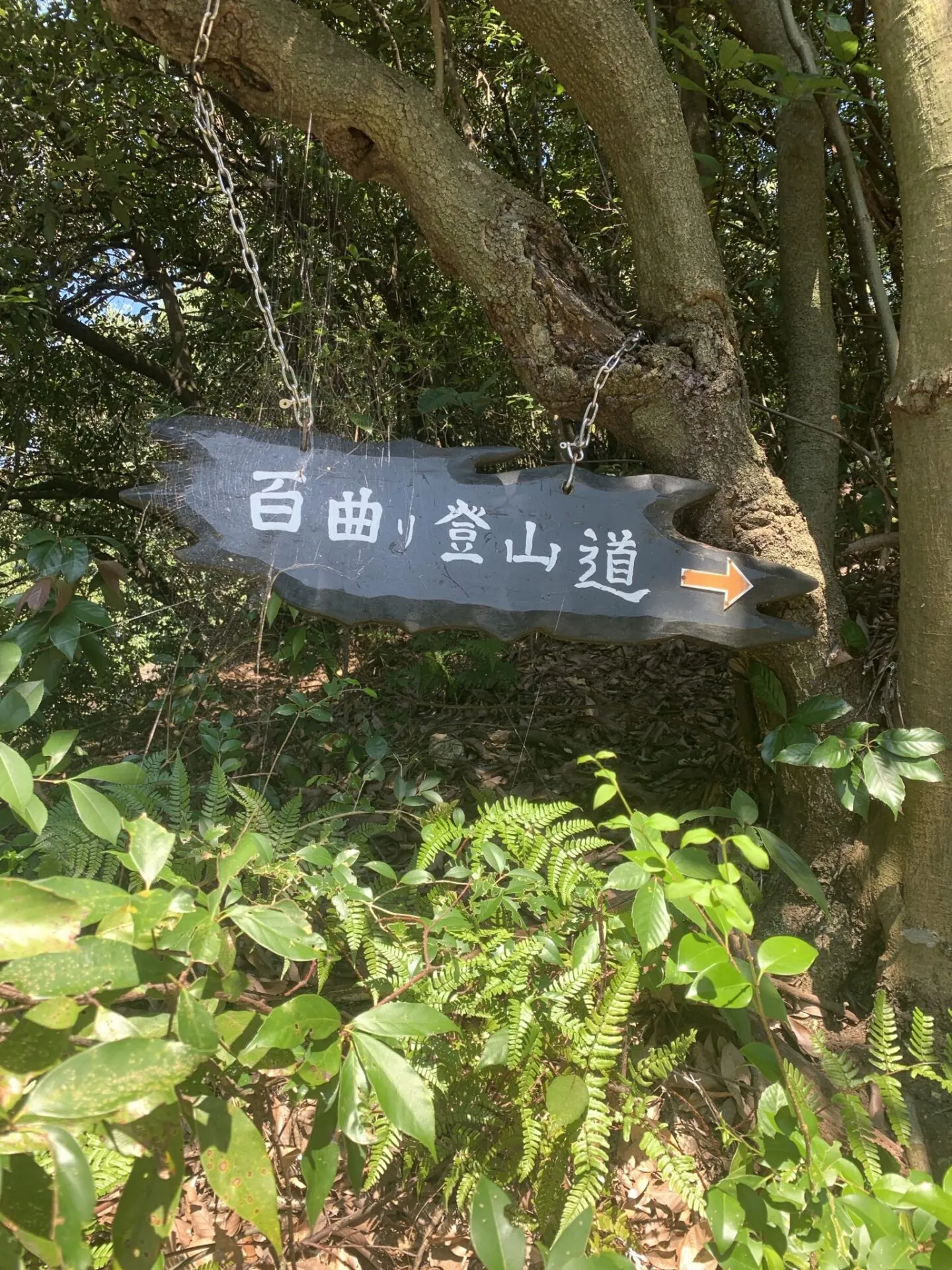 金華山+舟伏山トレラン - 画像6