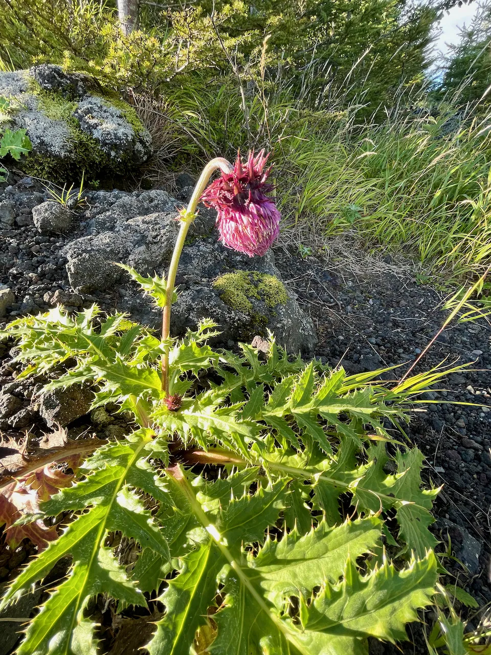 富士3PEAKS (200km 獲得標高5000m) に行ってきました - 画像39
