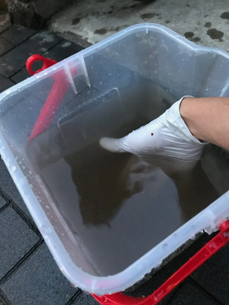 横浜トライアスロン スプリント 1:14:27 総合6位 (エイジ4位) - 画像2