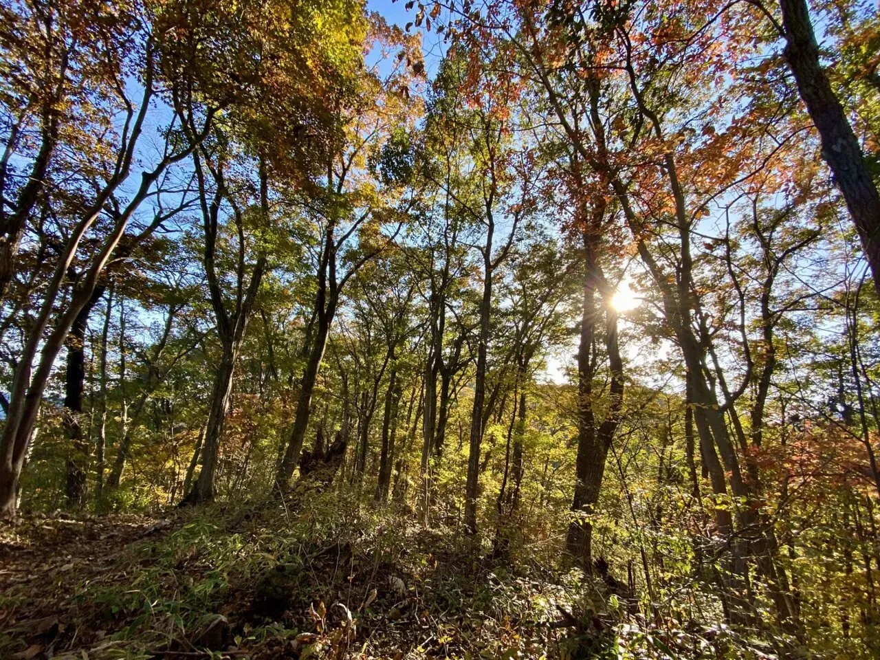 紅葉はいい感じ。広角もいい感じ。