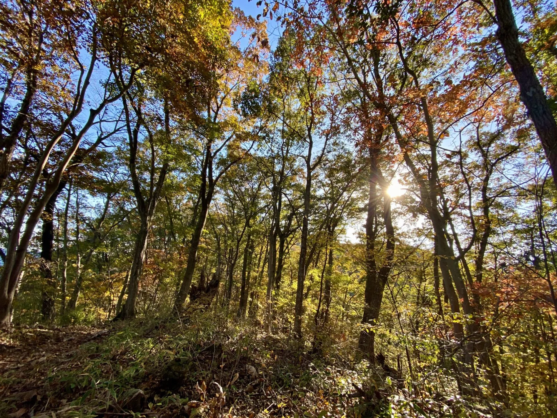 陣馬・高尾山トレランでAPRS運用 - 画像18