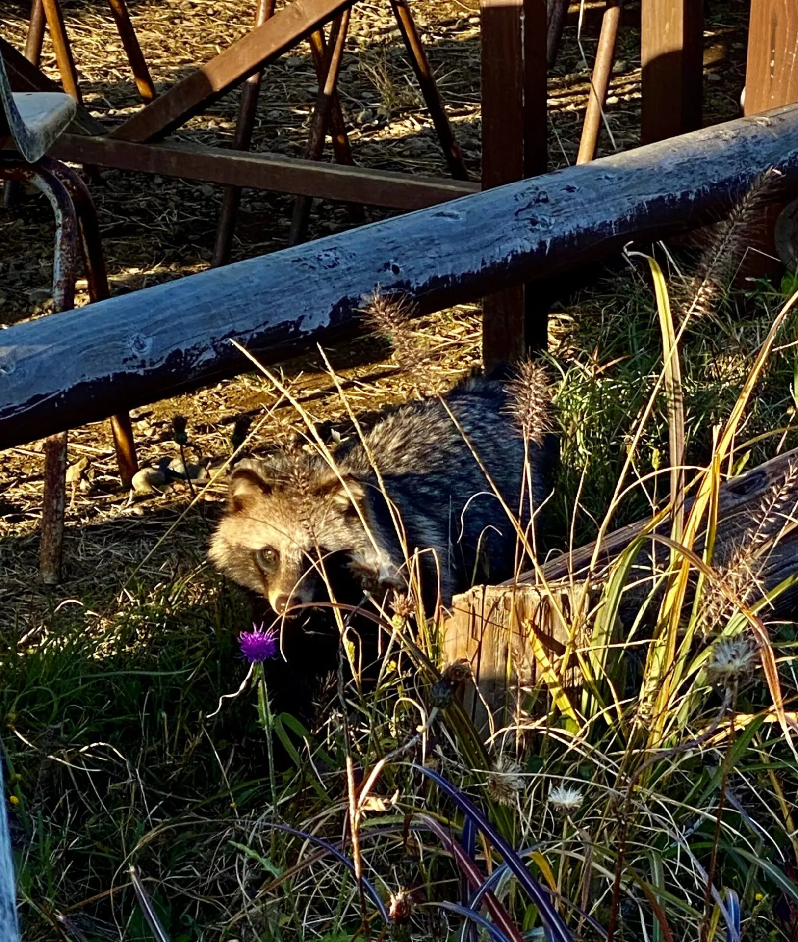 陣馬・高尾山トレランでAPRS運用 - 画像26