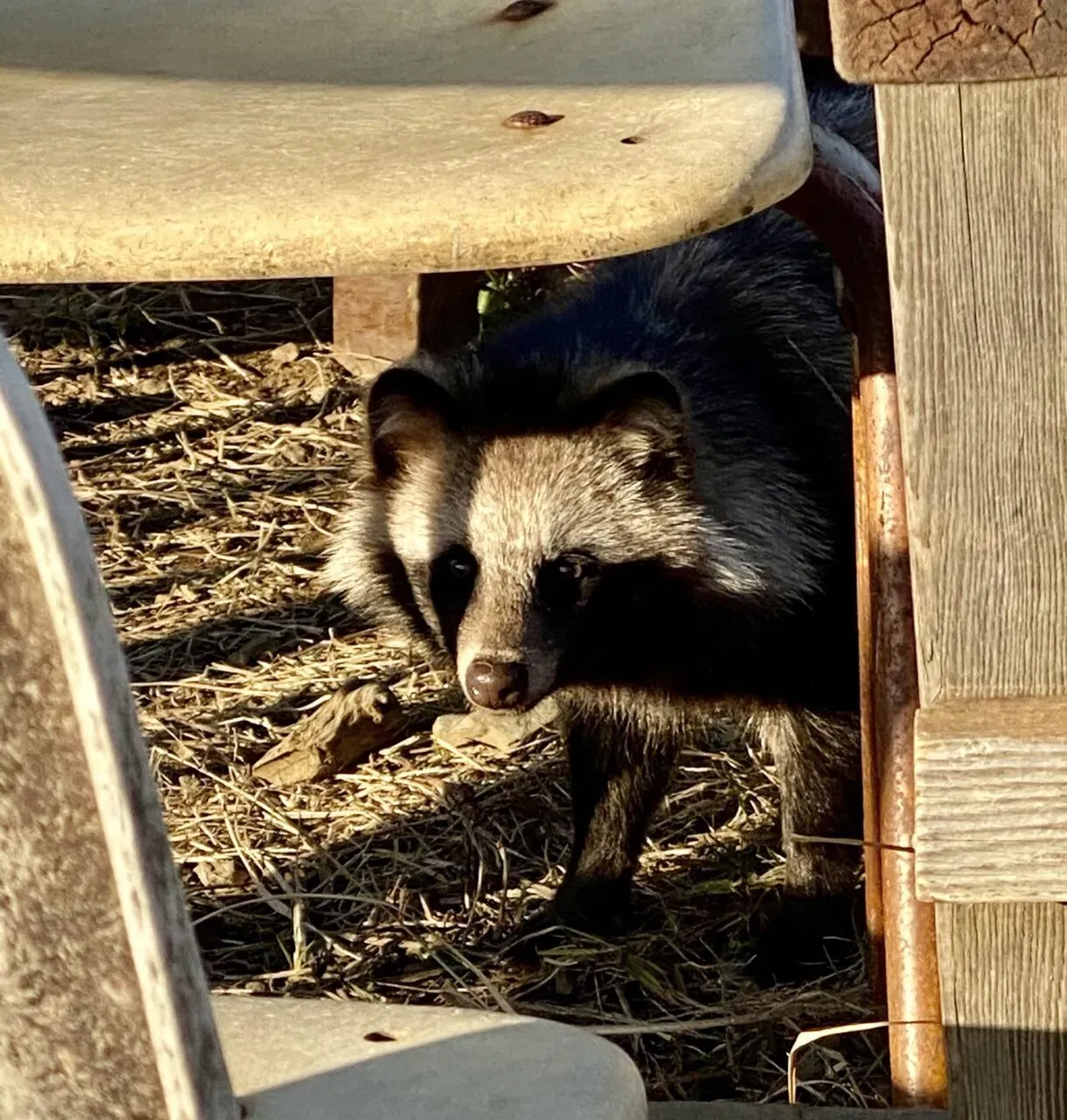 光学ズーム！！iPhone 11が役に立った。