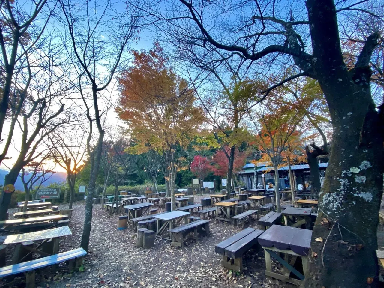 少し紅葉する気が生えている