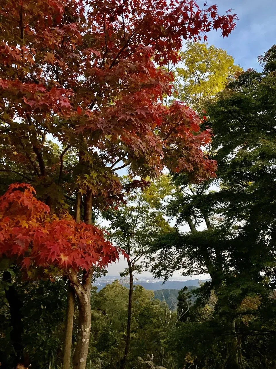 カメラの性能が良すぎて明るく撮影されてしまう