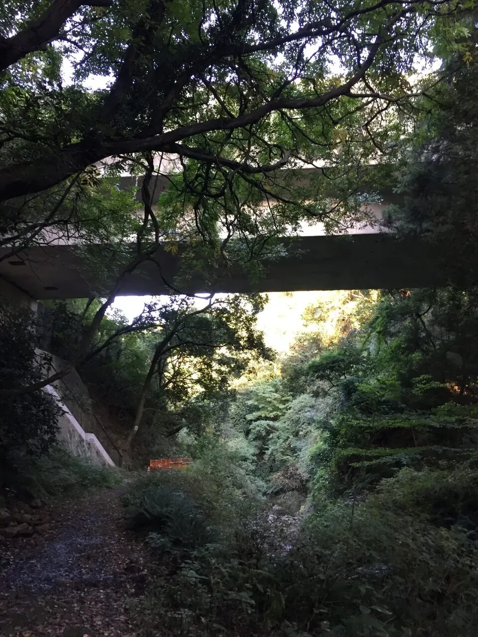 木々に覆われた森の中のトレイル