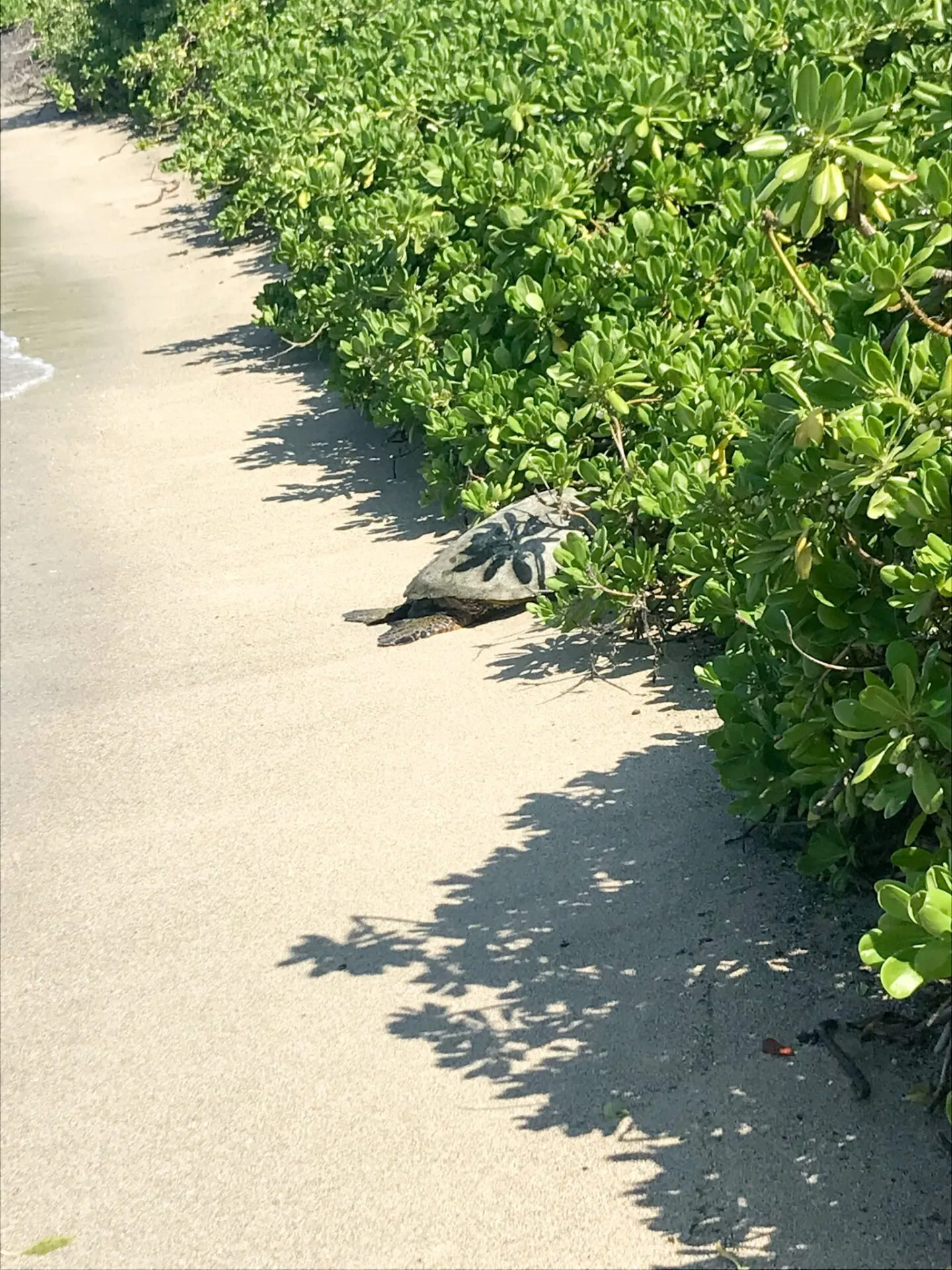 IRONMAN World Championship旅行記 (3/6)日目 - コナウィンドを体感 - 画像23