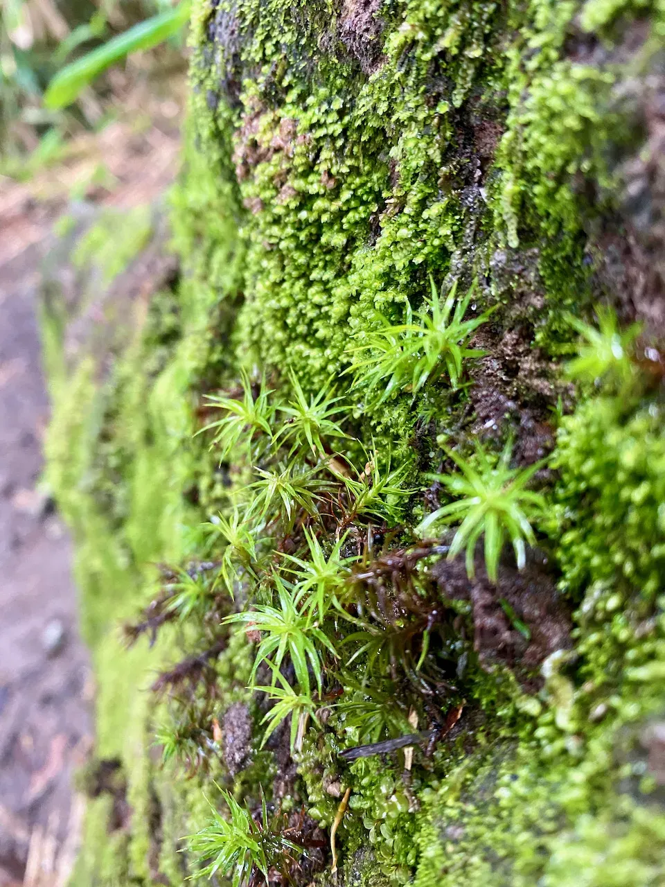 苔が綺麗。登り始めたらいきなり腹痛。。。orz