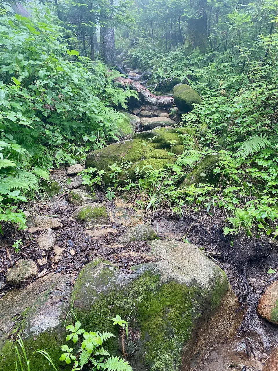 沢と登山道が一体化している感じです。