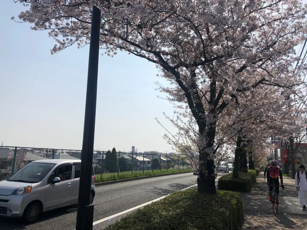 満開の桜並木の下を走るロードバイク
