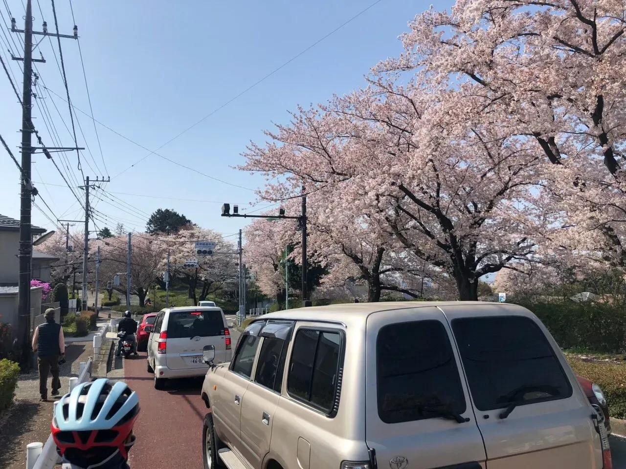 桜が満開の尾根幹の道路沿い