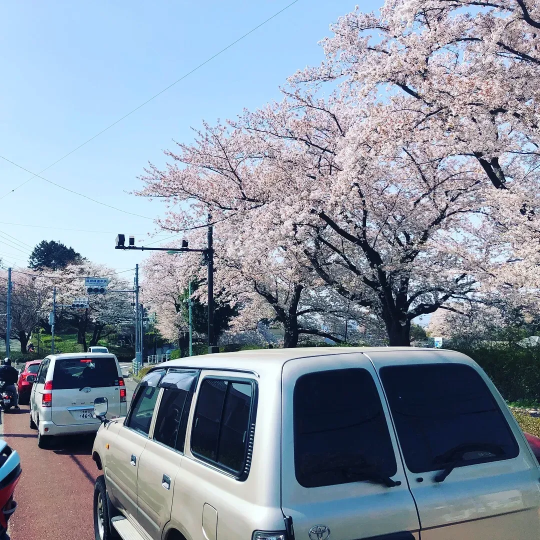 桜並木の全景