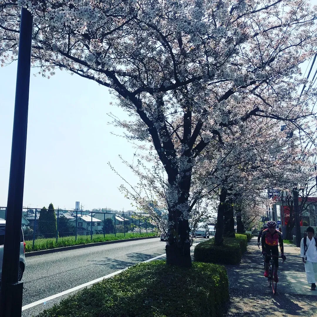桜の下を走るロードバイクの風景