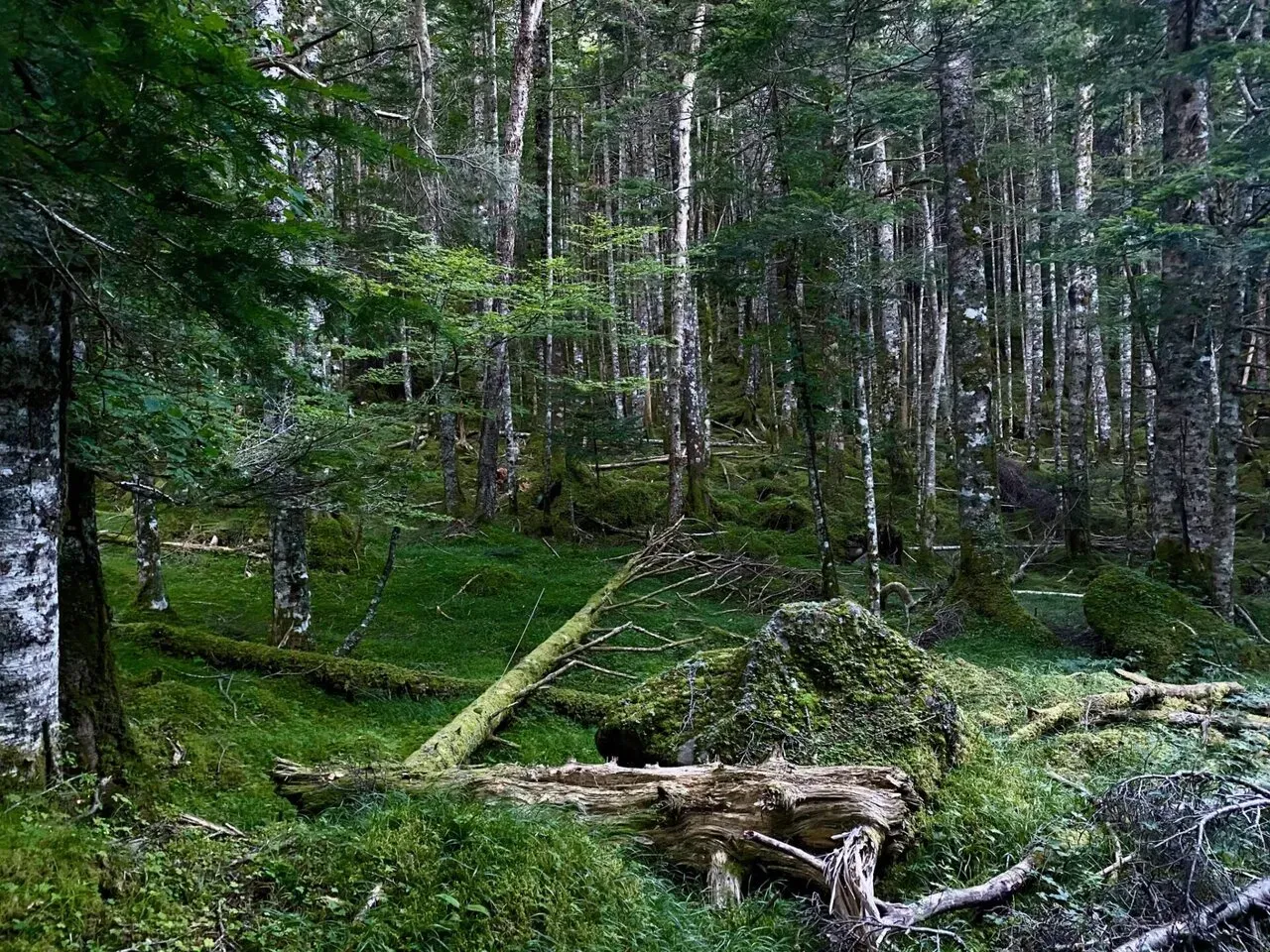 苔が大量にあってきれい！
