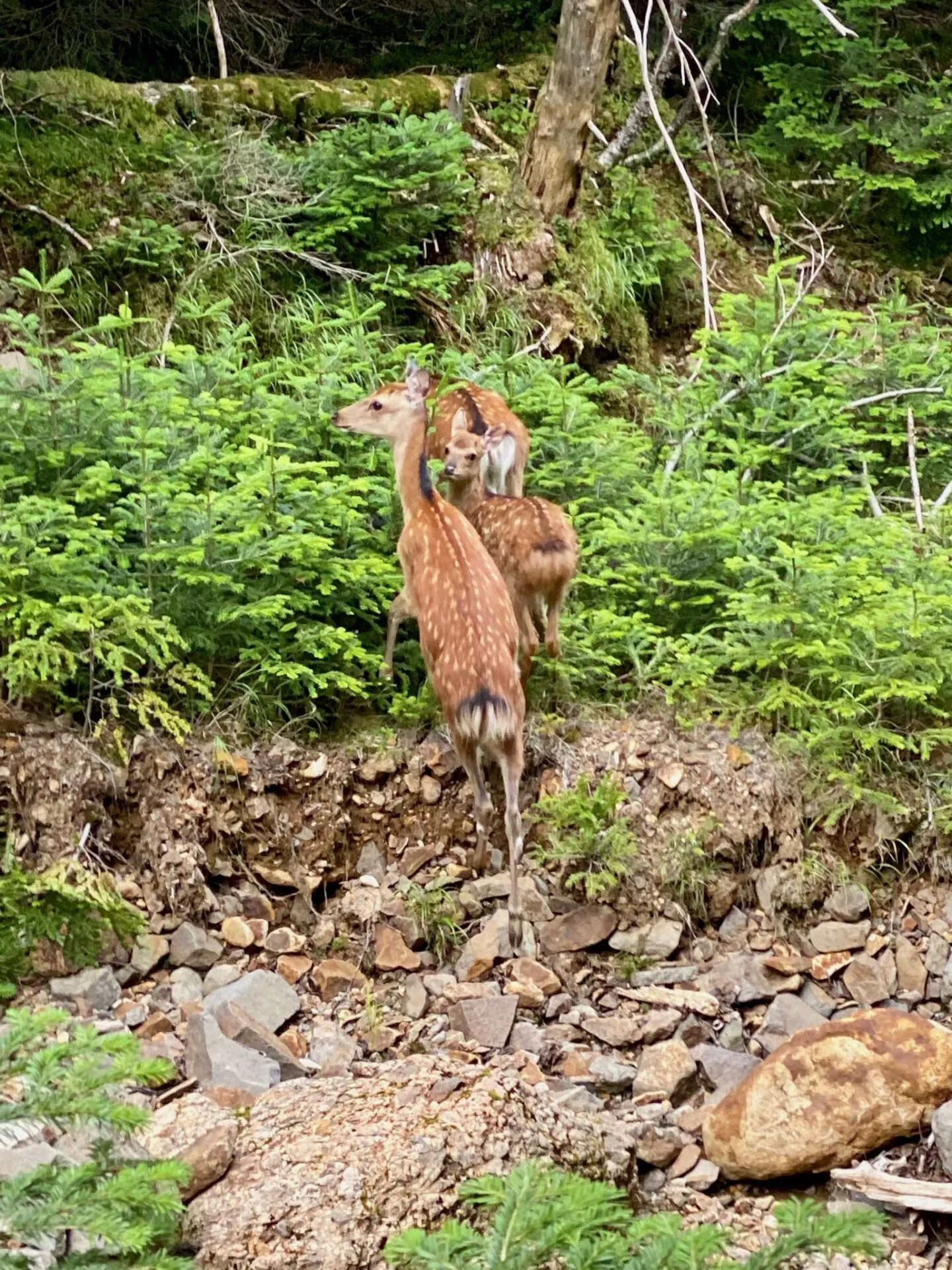 八ヶ岳の南の方(硫黄岳、天狗岳、赤岳、横岳)をトレラン - 画像71