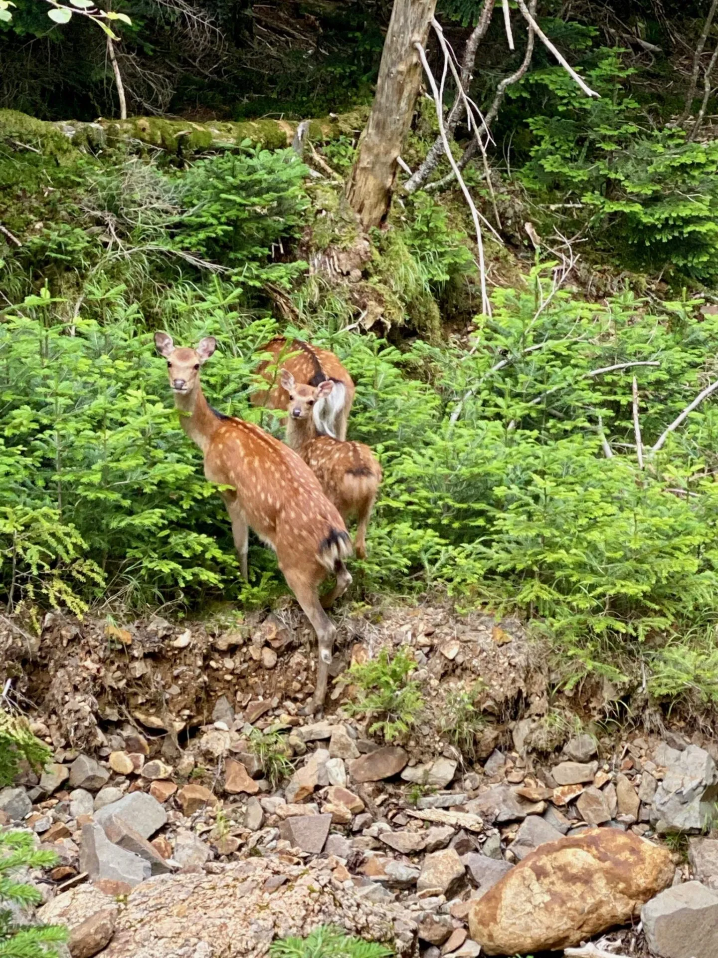 八ヶ岳の南の方(硫黄岳、天狗岳、赤岳、横岳)をトレラン - 画像72