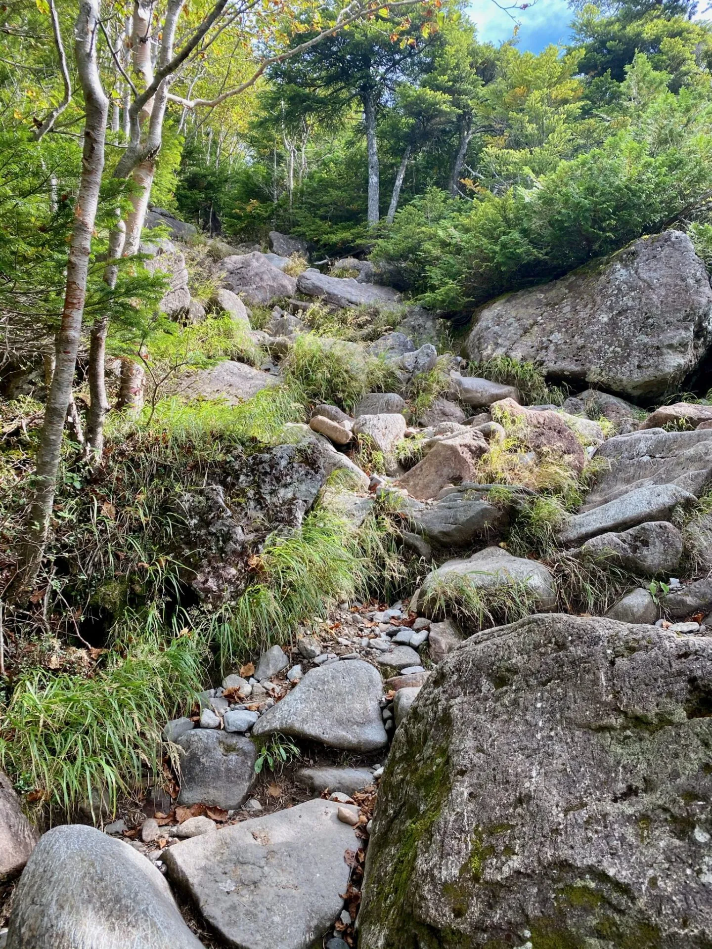 八ヶ岳の北の方(蓼科山、北横岳)をトレラン - 画像8