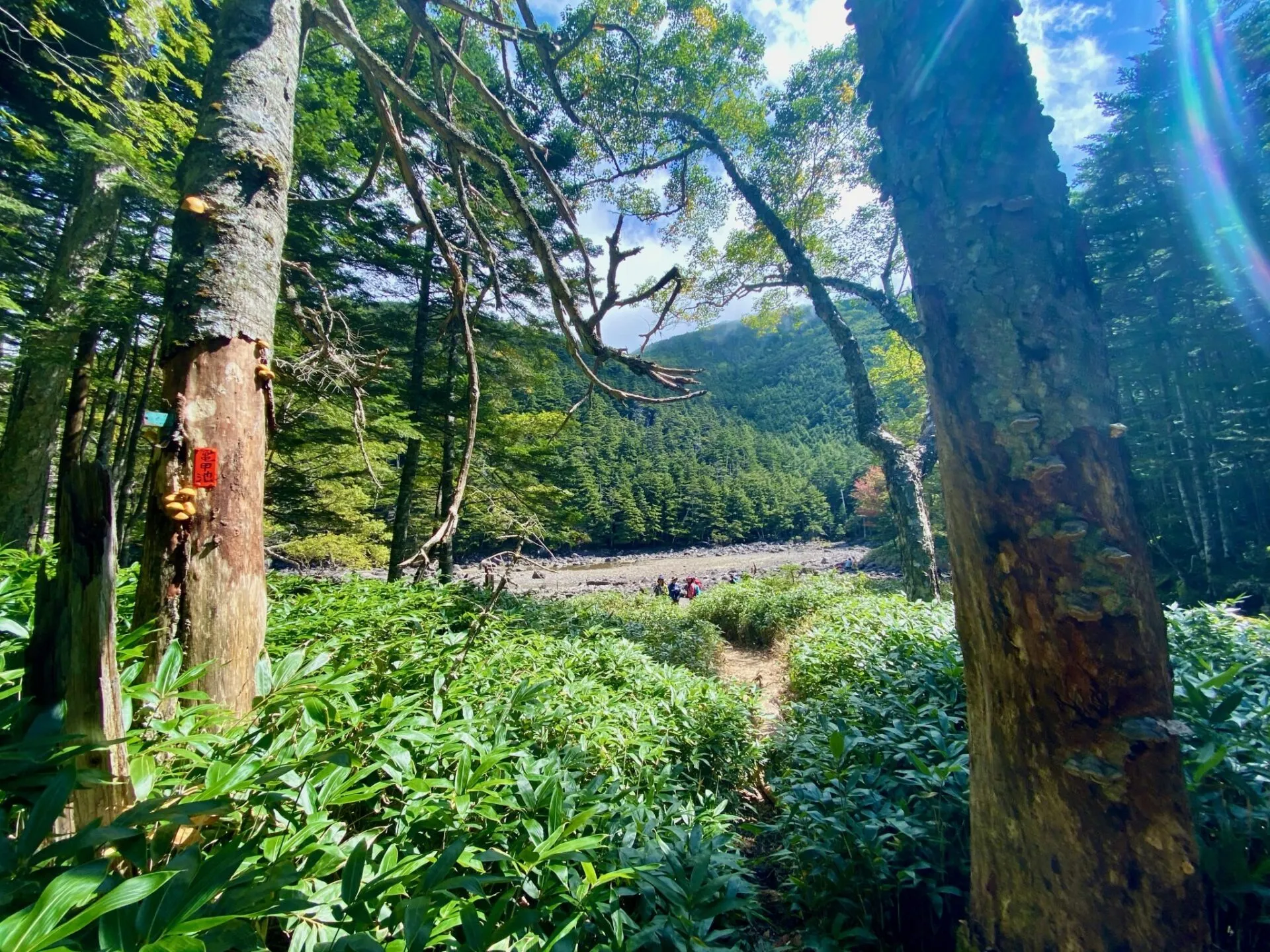 八ヶ岳の北の方(蓼科山、北横岳)をトレラン - 画像26