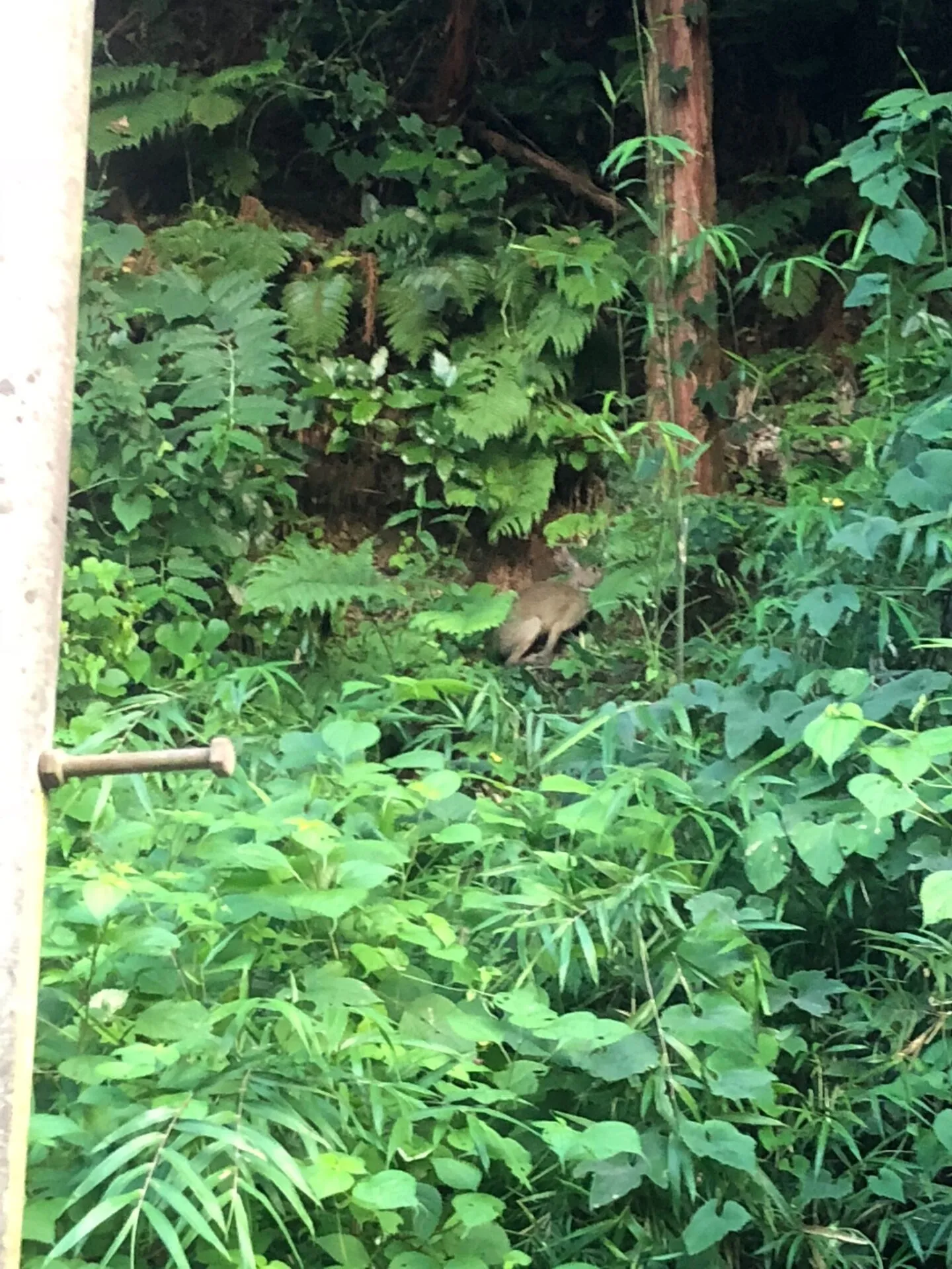 葉山 <-> 大磯ライドと10kmラン - 画像9