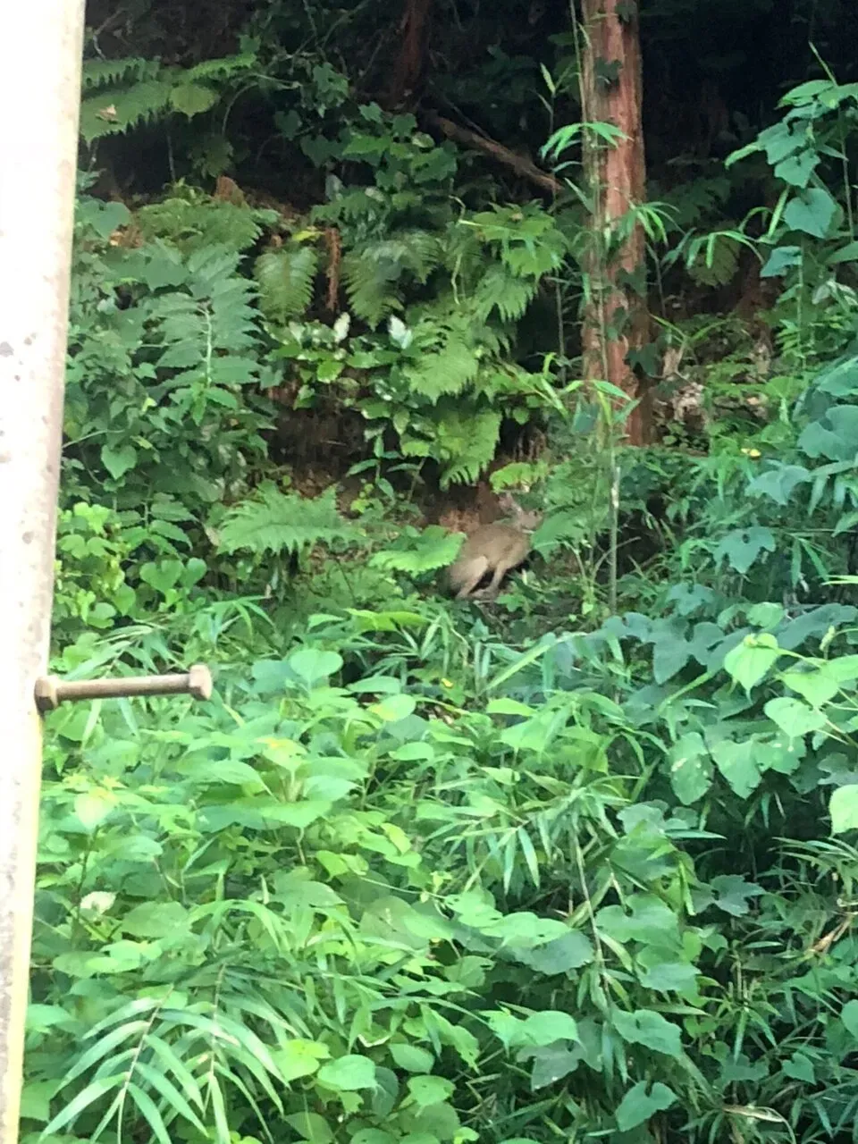 葉山 <-> 大磯ライドと10kmラン - 画像9