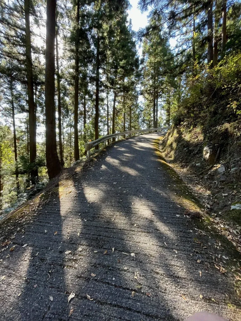 木漏れ日が差す子の権現への急坂の道