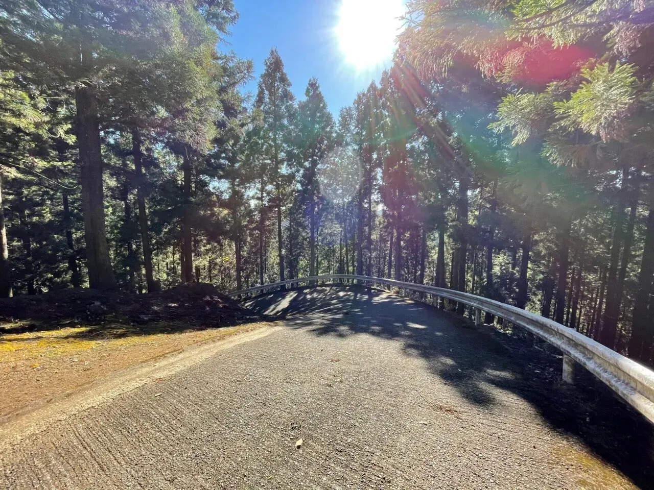 子の権現へ向かう木々に囲まれたカーブの道
