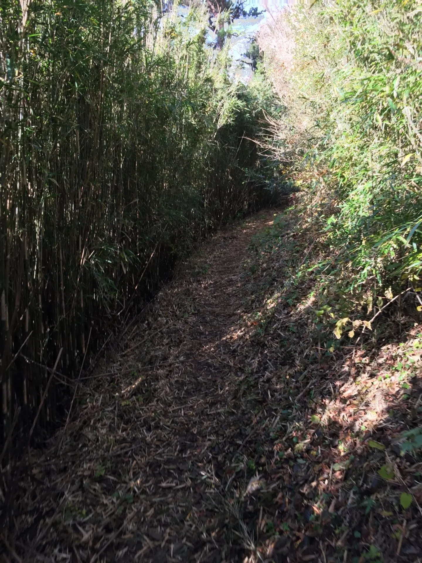 箱根外輪山 笹のトンネル多数