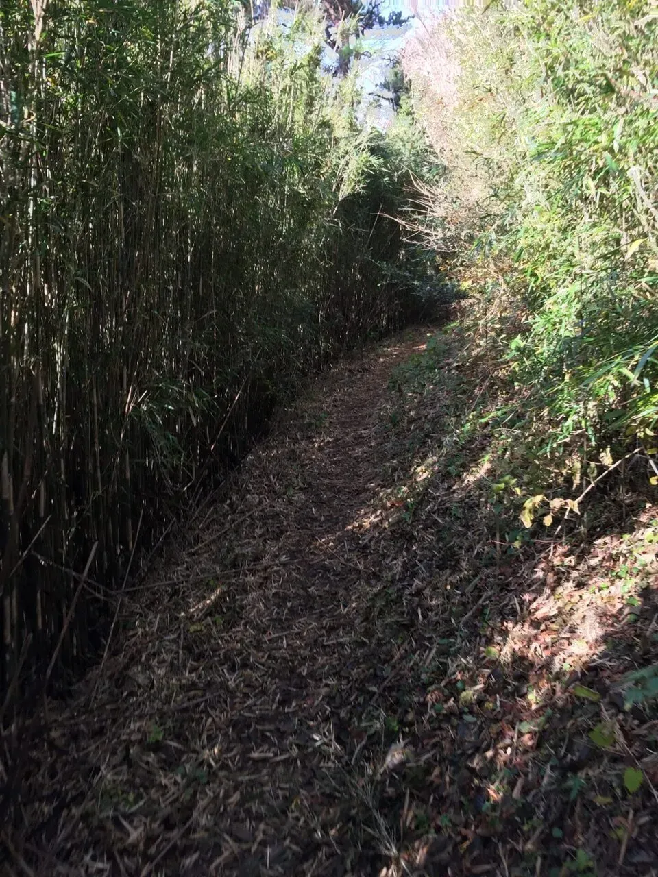 箱根外輪山 笹のトンネル多数