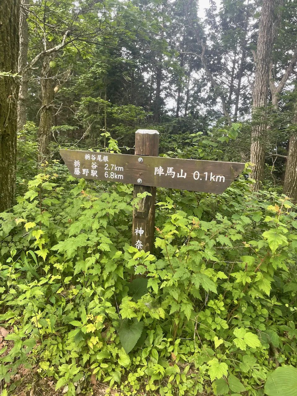 高尾山から陣馬山へトレランしたけど、笹？にかぶれて手足がかゆい！ - 画像8