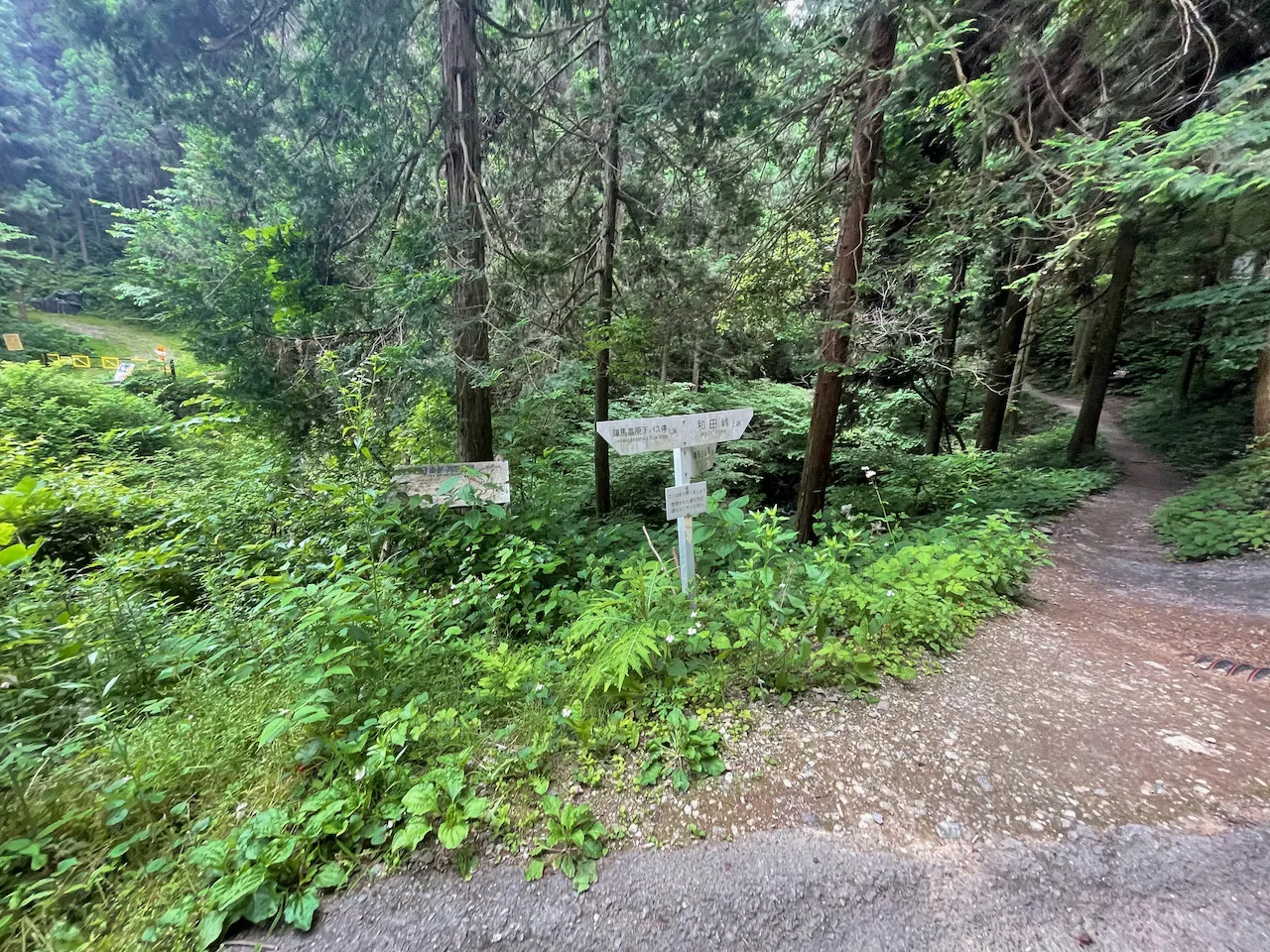 高尾山から陣馬山へトレランしたけど、笹？にかぶれて手足がかゆい！ - 画像17