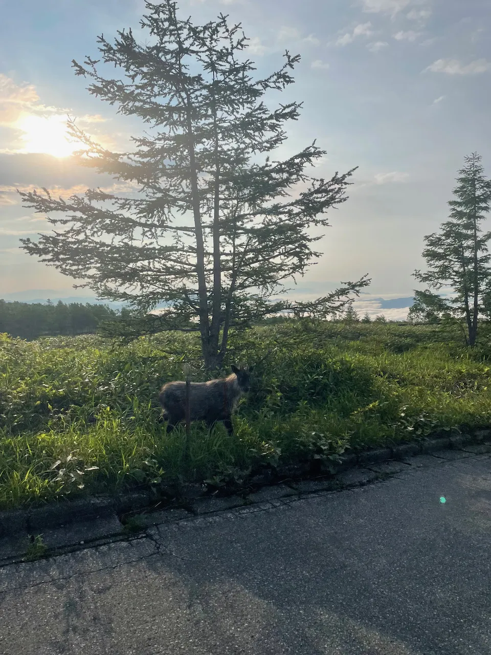草津温泉へ2泊3日の旅行して毎朝ヒルクライム - 画像19