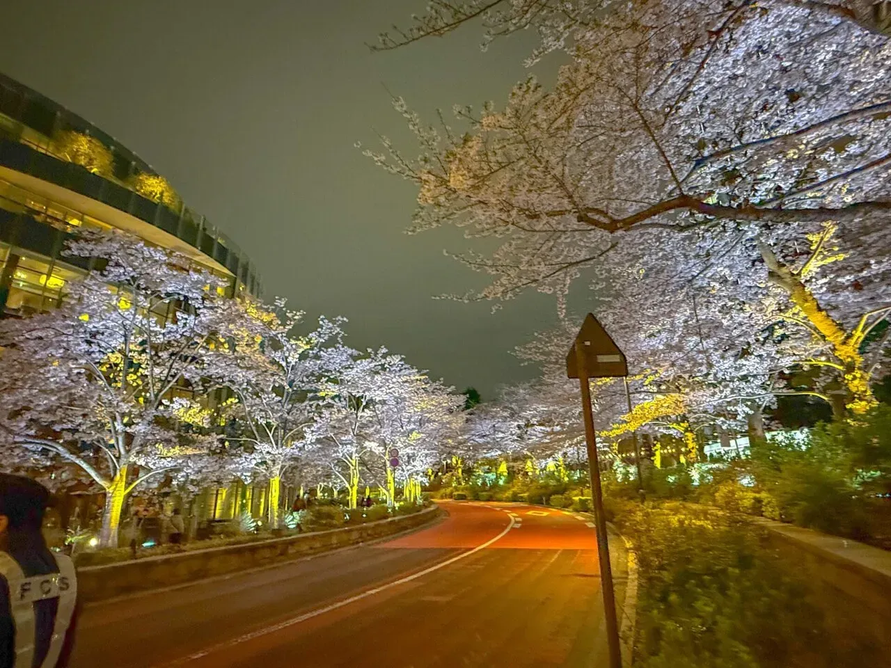 ライトアップされた桜のトンネル