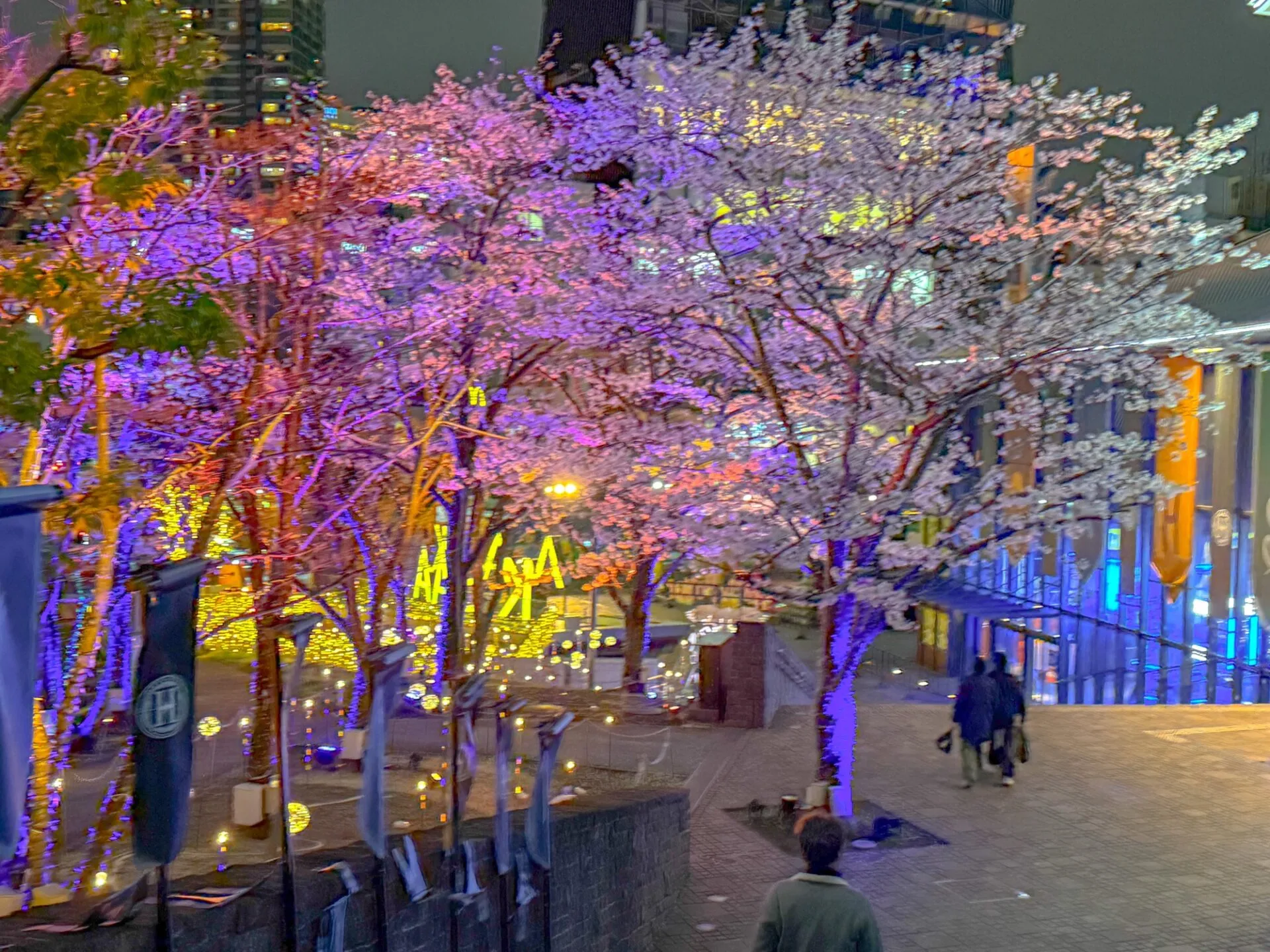 お花見ランコース　夜でも昼でもOK - 画像10