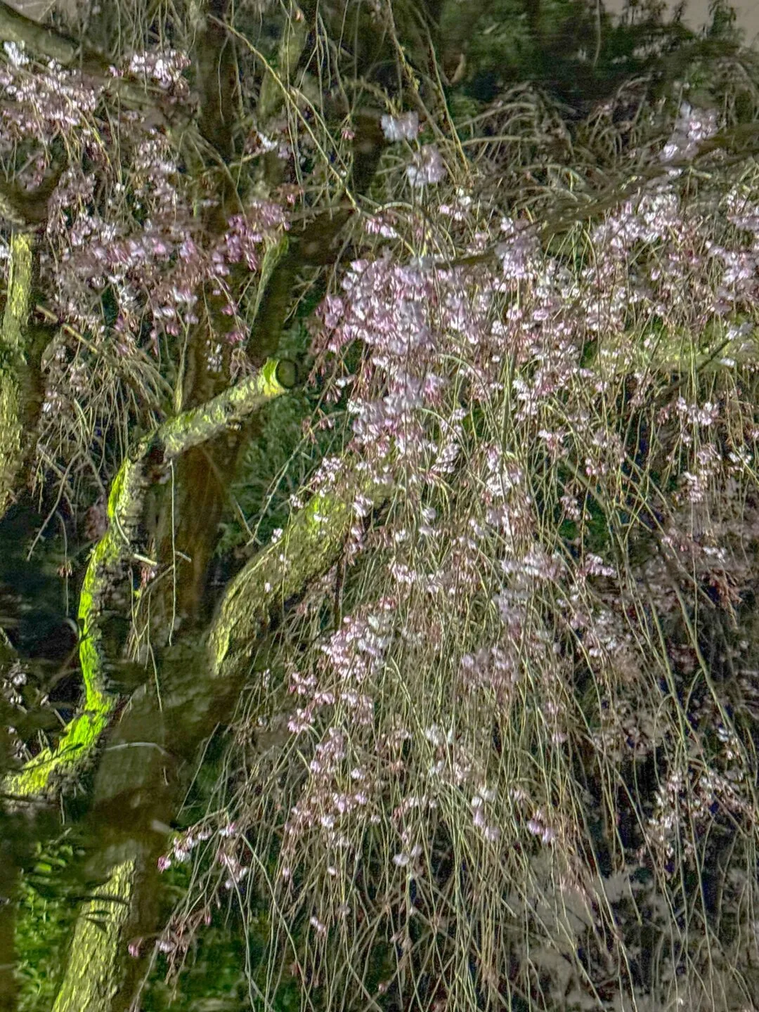 お花見ランコース　夜でも昼でもOK - 画像8