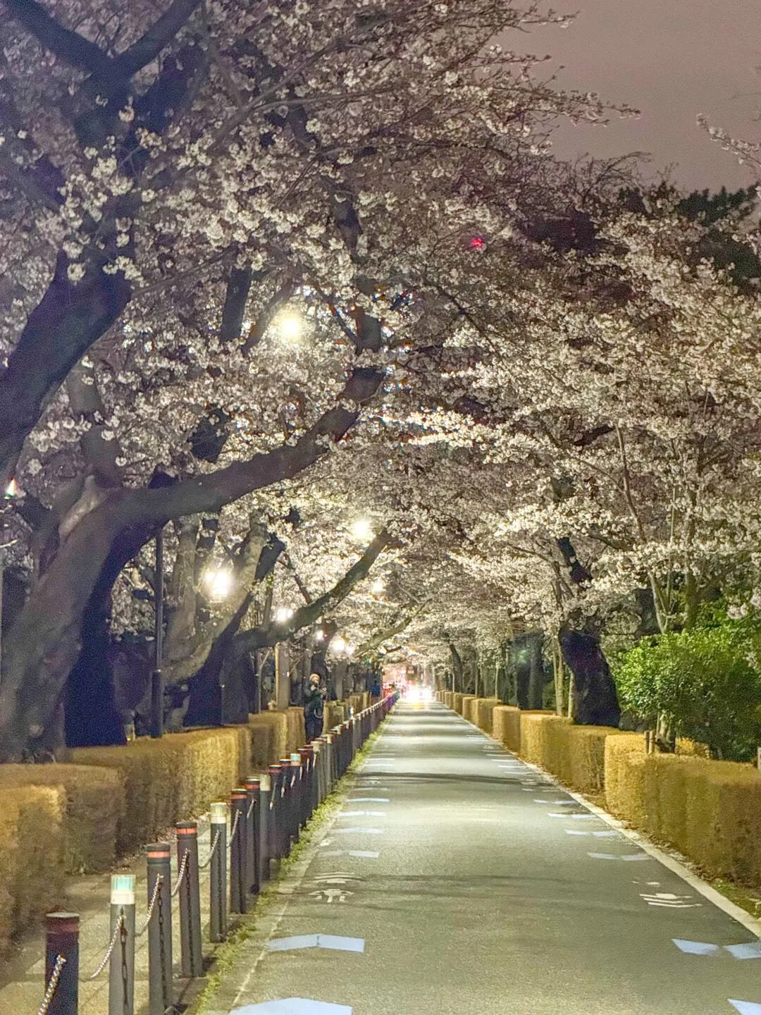 お花見ランコース　夜でも昼でもOK - 画像14