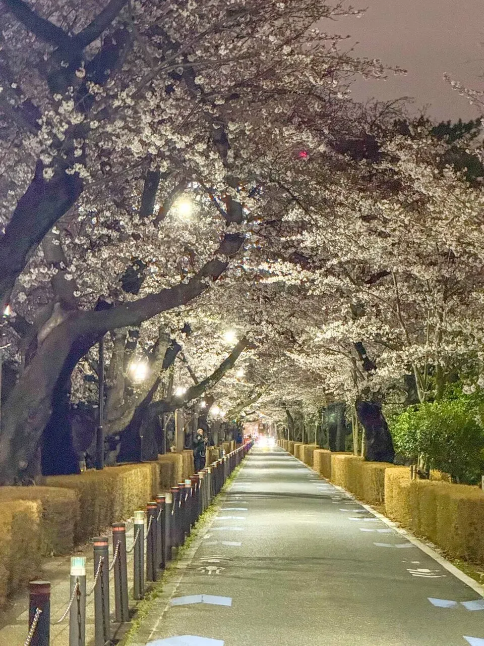 青山霊園