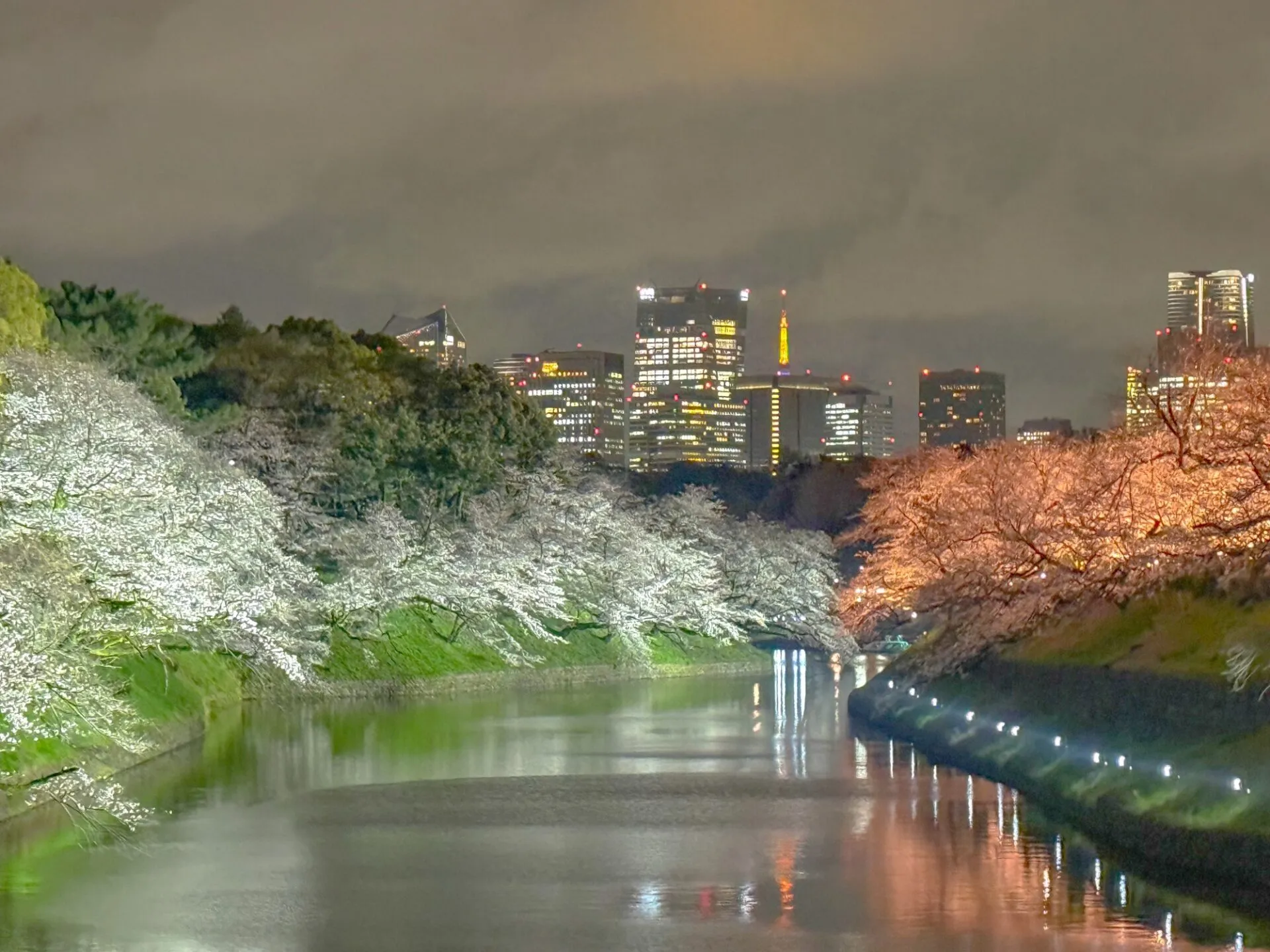 ライトアップされた桜と水面への映り込み