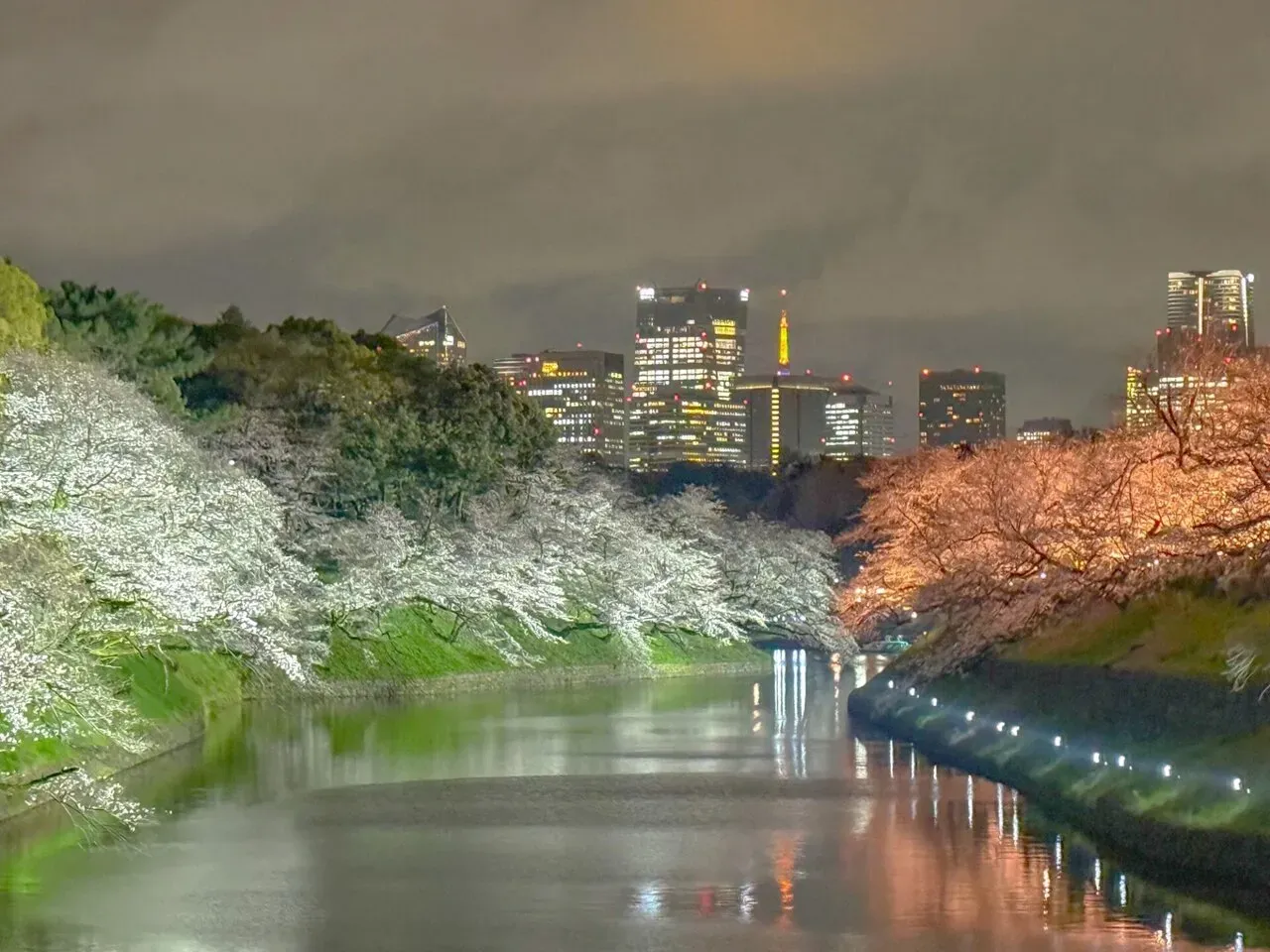 ライトアップされた桜と水面への映り込み