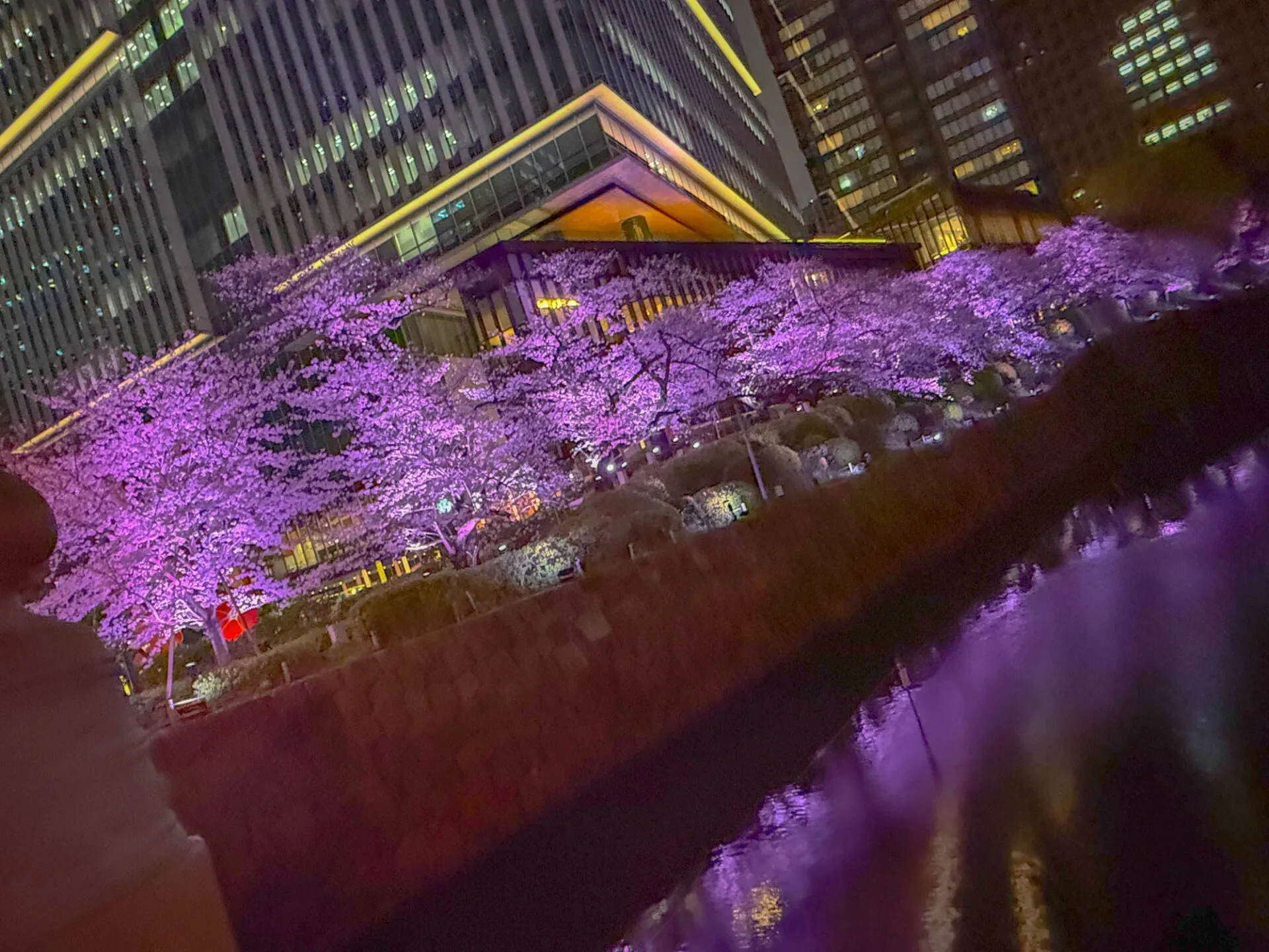 お花見ランコース　夜でも昼でもOK - 画像9