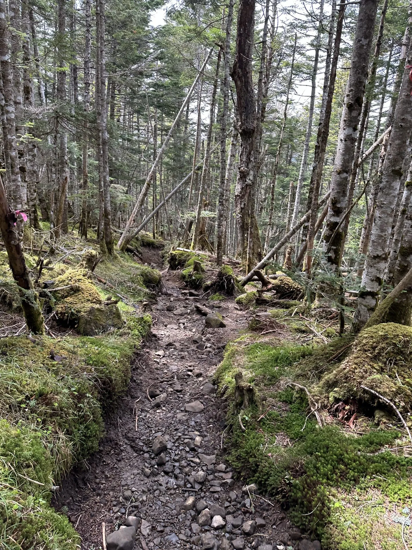 3度目の八ヶ岳。観音平〜麦草峠を縦走。景色が最高! - 画像23