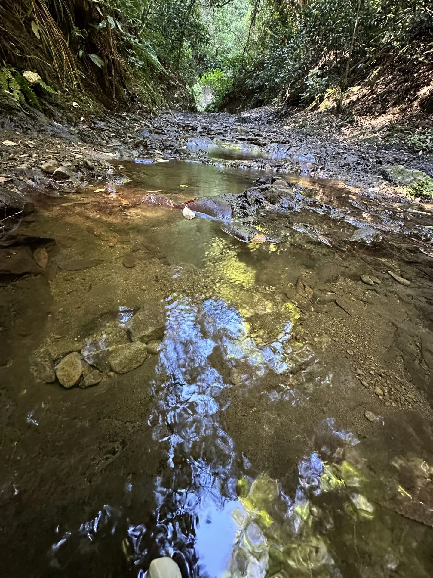 三浦アルプスでトレラン - 画像8